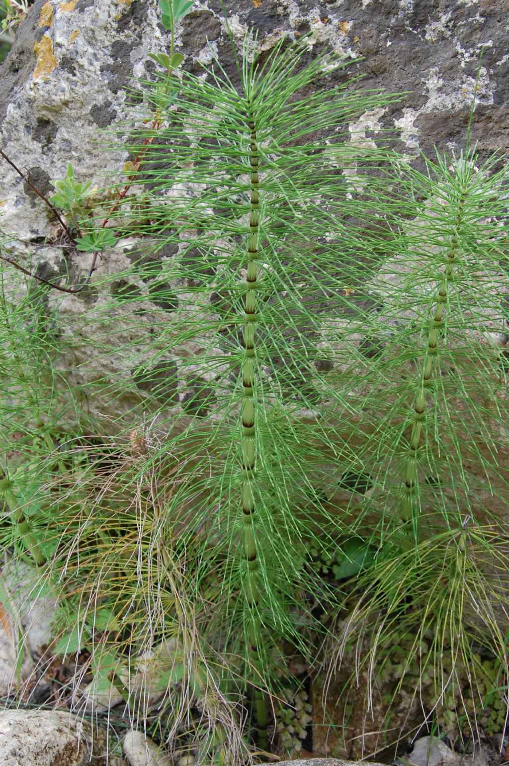 Equisetum telmateja - Valle dell''Anapo